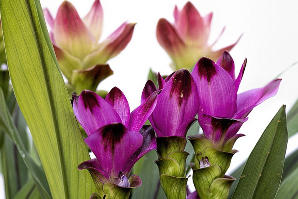 curcuma blommor